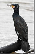 Great Cormorant