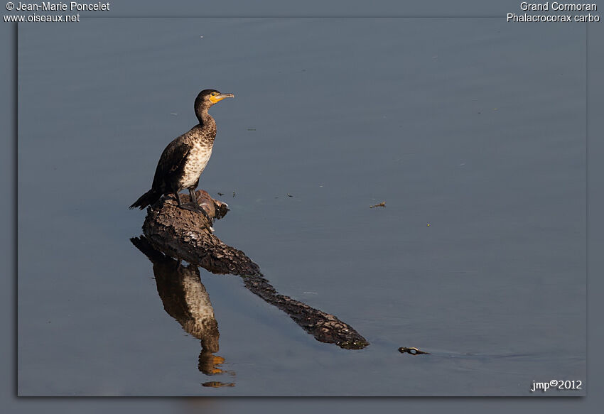 Great Cormorant