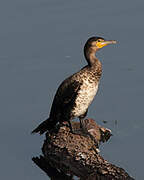 Great Cormorant