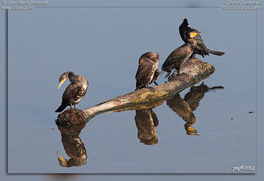 Great Cormorant