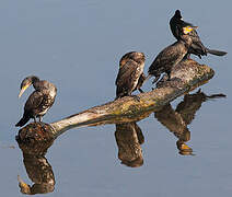 Great Cormorant