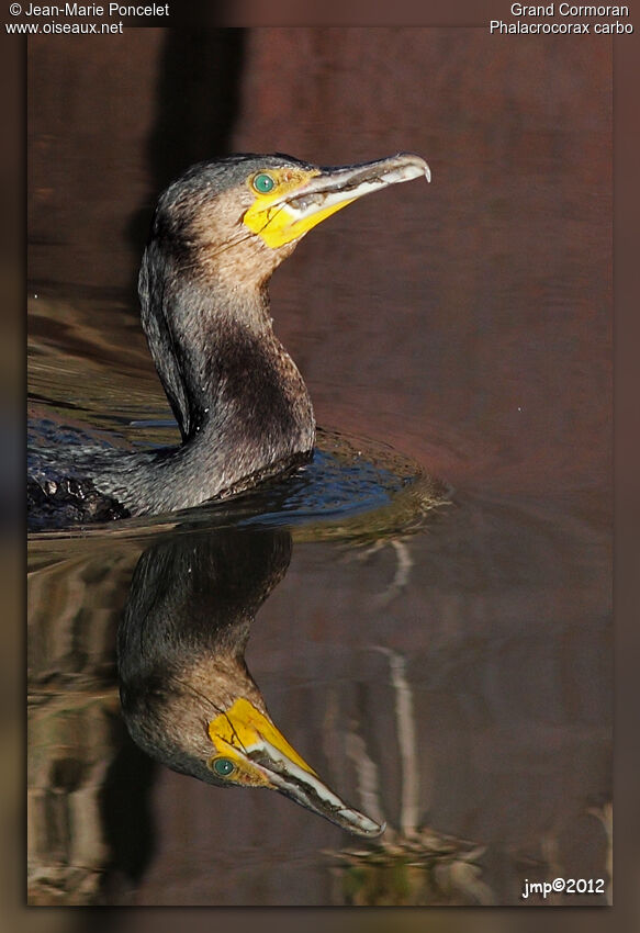 Great Cormorant