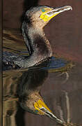 Great Cormorant