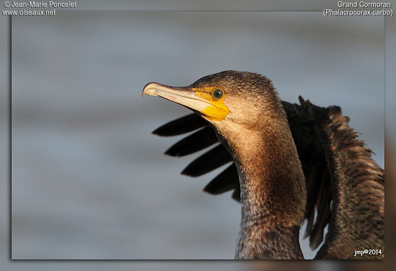 Great Cormorant