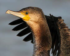 Great Cormorant