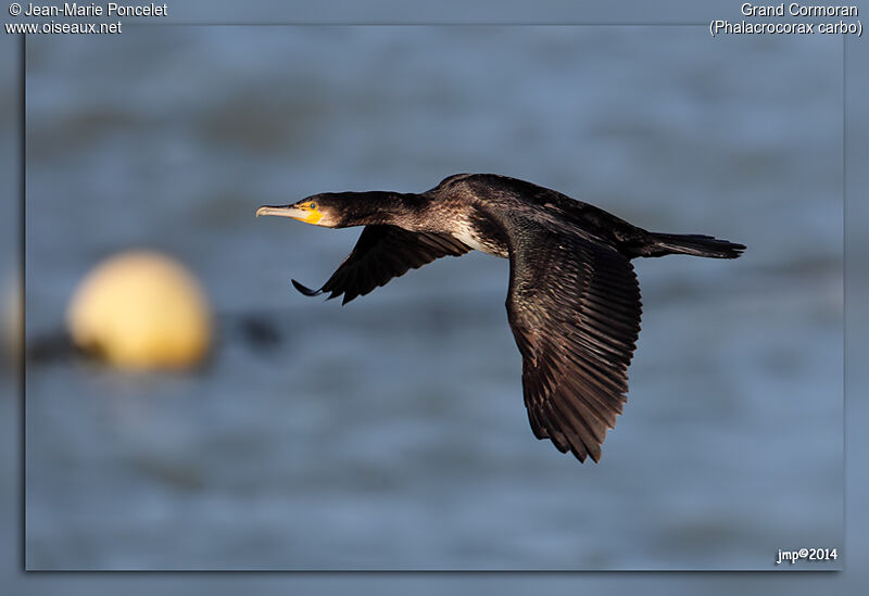 Great Cormorant