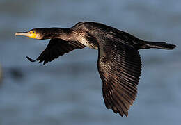 Great Cormorant