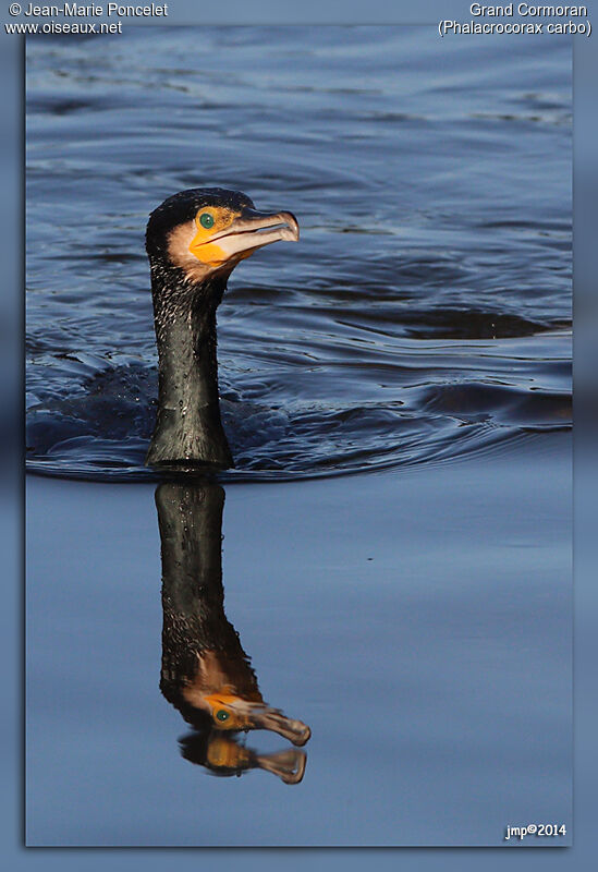 Great Cormorant