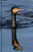 Great Cormorant