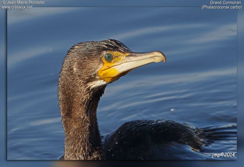 Great Cormorant