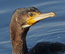 Great Cormorant