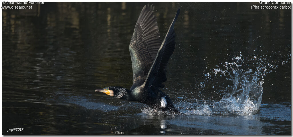 Great Cormorant