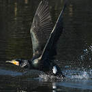 Grand Cormoran