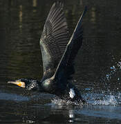 Great Cormorant