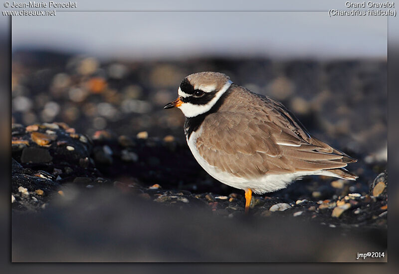 Common Ringed Plover