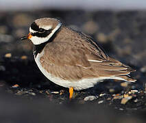 Common Ringed Plover