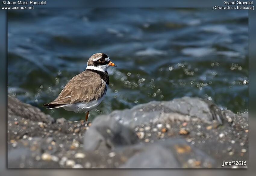 Common Ringed Plover