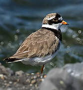 Common Ringed Plover