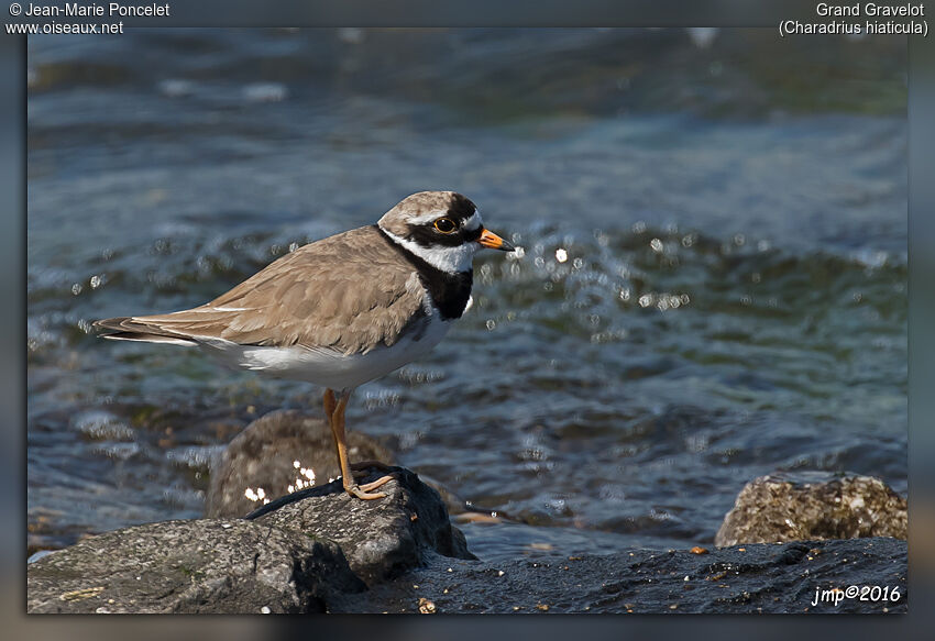 Common Ringed Plover