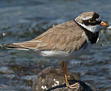 Common Ringed Plover