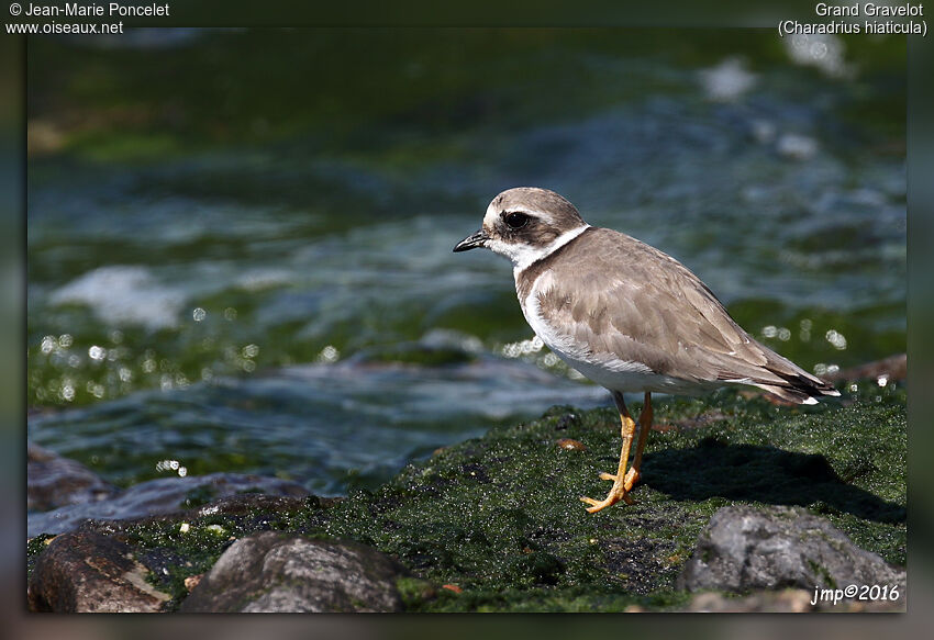 Common Ringed Plover