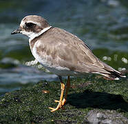 Common Ringed Plover