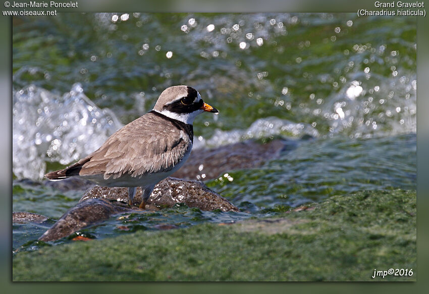 Common Ringed Plover