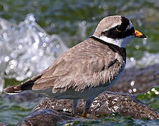 Common Ringed Plover