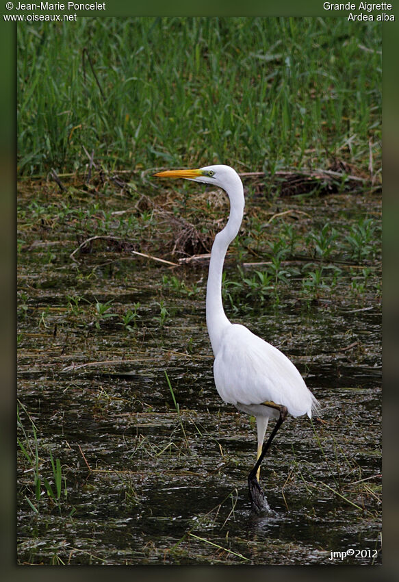 Grande Aigrette