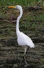 Grande Aigrette