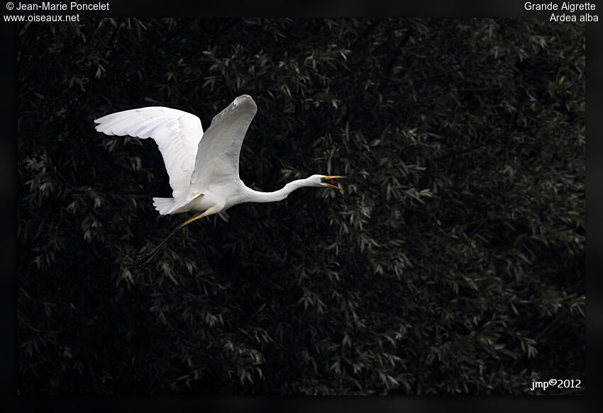 Grande Aigrette