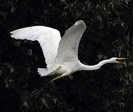 Grande Aigrette