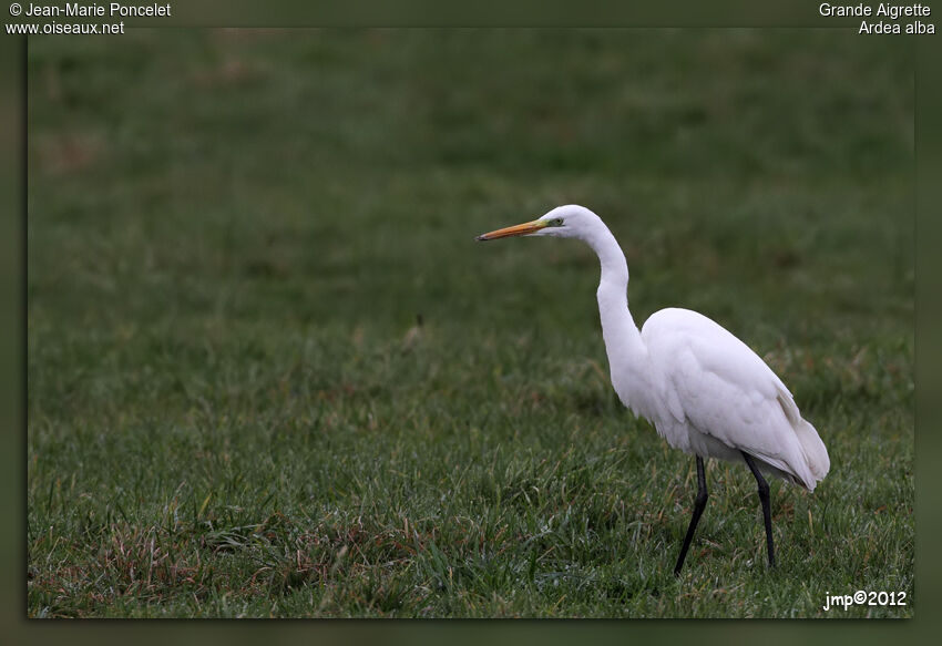 Grande Aigrette