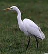 Grande Aigrette