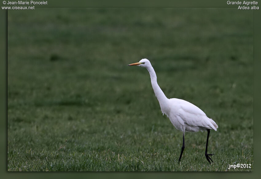 Grande Aigrette