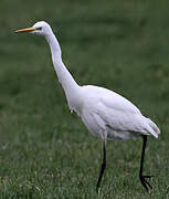 Grande Aigrette