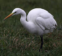 Grande Aigrette