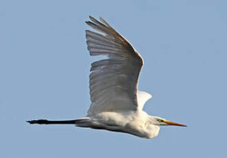 Grande Aigrette