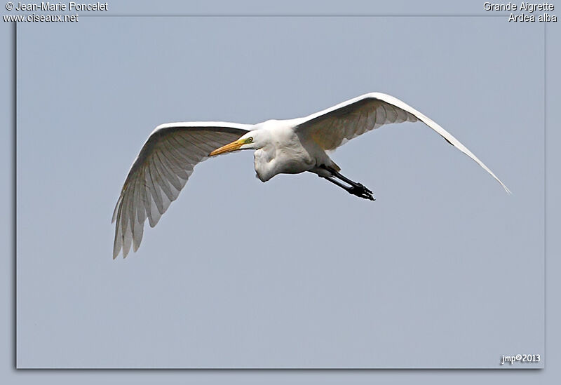 Grande Aigrette