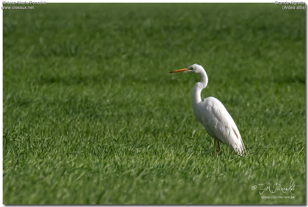 Grande Aigrette