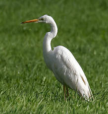 Grande Aigrette