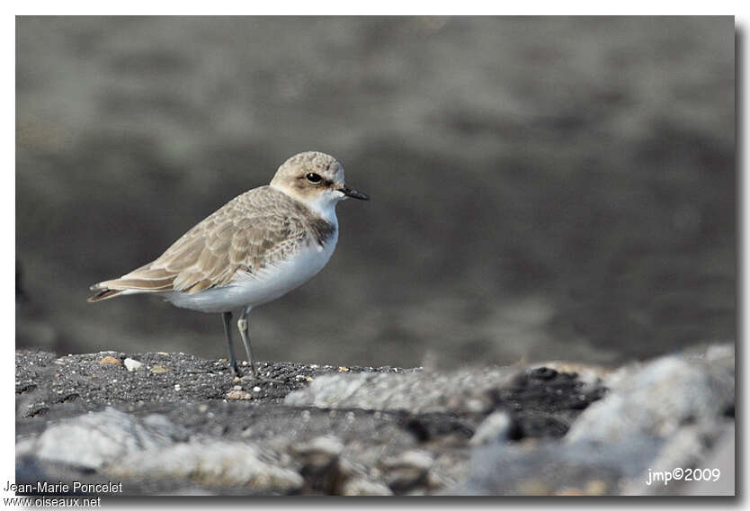 Kentish Ploverjuvenile, identification