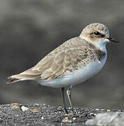 Kentish Plover