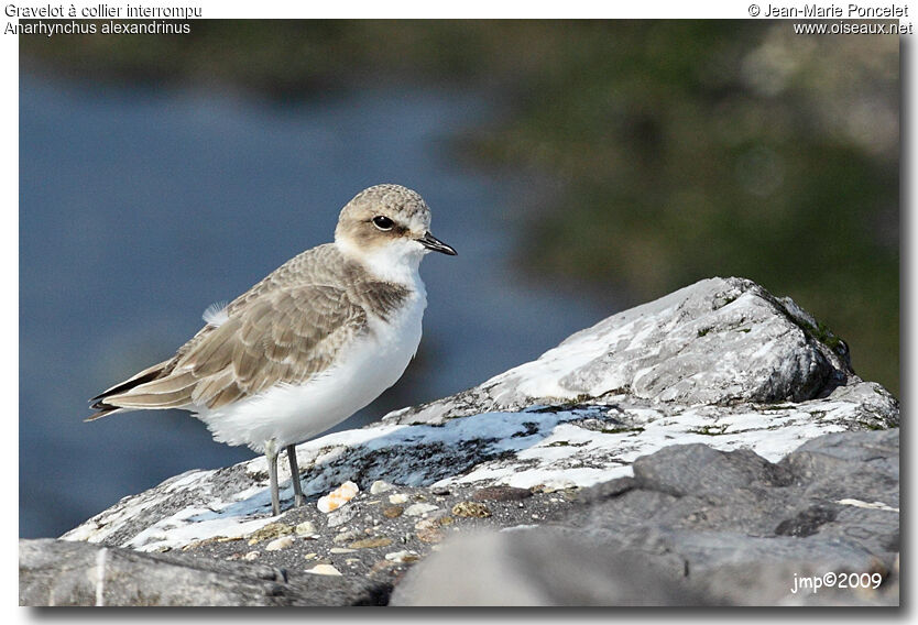 Kentish Ploverjuvenile, identification