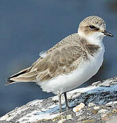 Kentish Plover