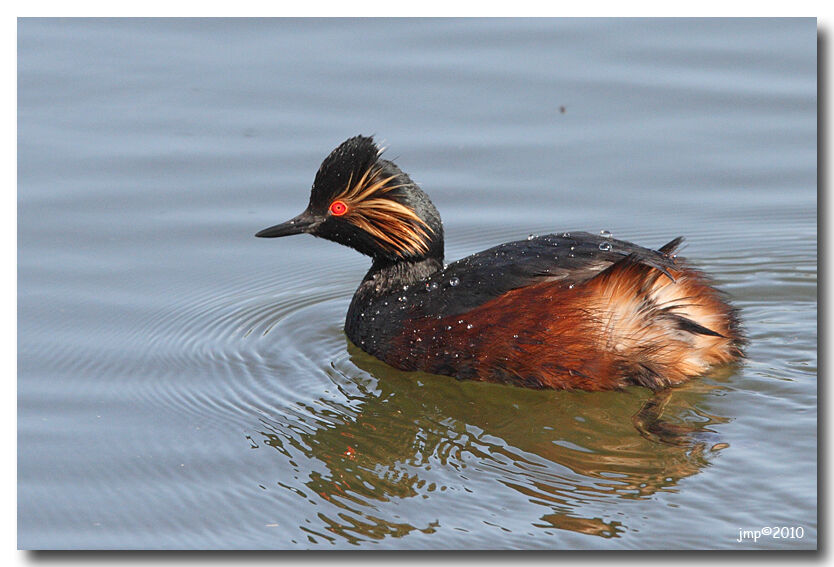 Black-necked Grebe