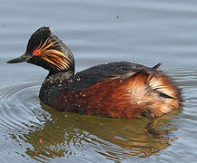 Black-necked Grebe