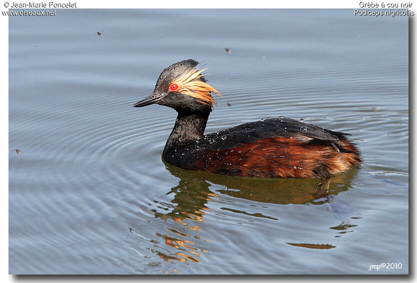 Black-necked Grebe