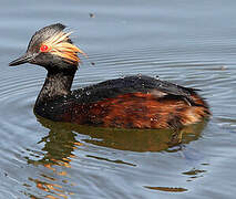 Black-necked Grebe