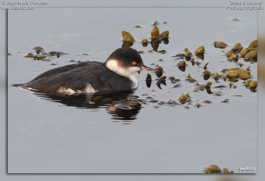 Black-necked Grebe